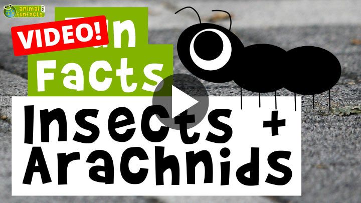 Video: Insects and Arachnids - Cartoon Fun Facts