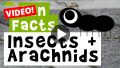 Video: 11 Insect and Arachnid Fun Facts