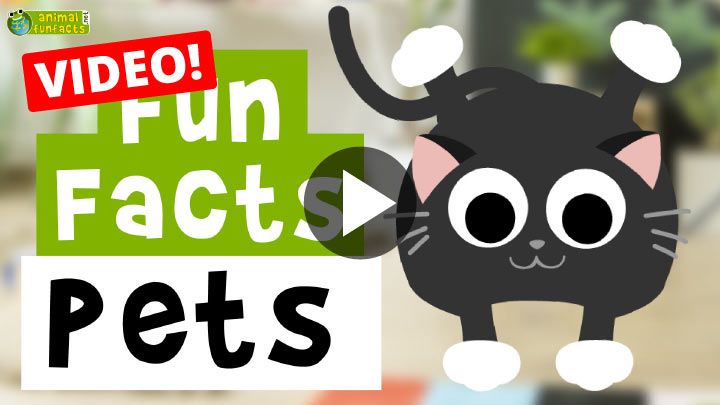 Video: Pets - Cartoon Fun Facts