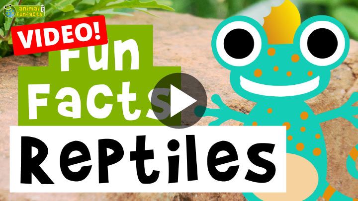 Video: Reptiles - Cartoon Fun Facts