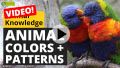 Video: Animal Colors and Patterns