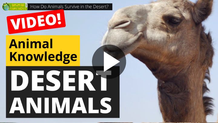 Video: How Do Animals Survive in the Desert?