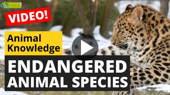 Video: Endangered Animal Species