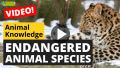 Video: Endangered Animal Species