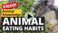 Animal Eating Habits
