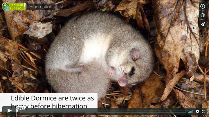 Video: All About Hibernation - Edible Dormouse