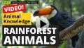 Video: Rainforest Animals