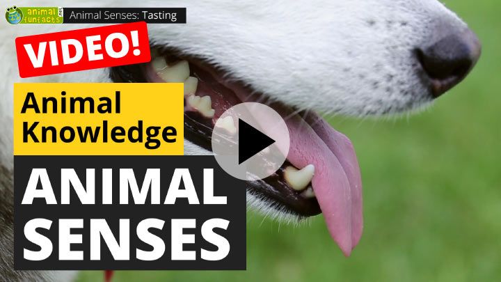 Video: All About Animal Senses