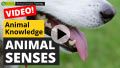 All About Animal Senses