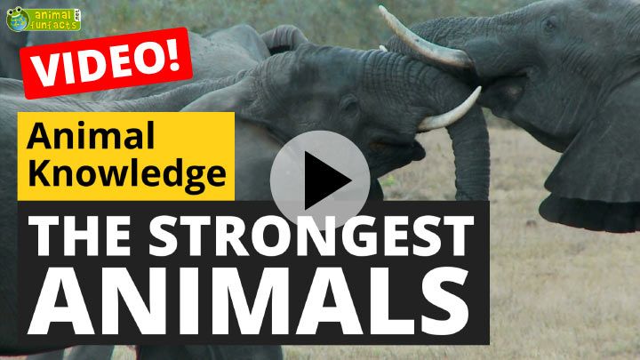 Video: The Strongest Animals in the World