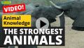 The Strongest Animals in the World