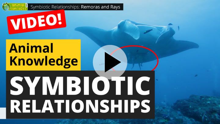Video: Symbiotic Animal Relationships