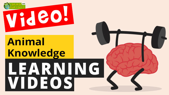 Animal Knowledge Learning Videos